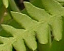 [photo of leaves]