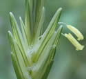[close-up of flowering spikelet]