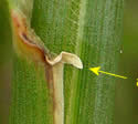 [photo of sheath, ligule and node]