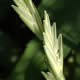 [photo of Intermediate Wheatgrass]