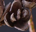 [photo of dried cone after seed released]