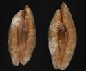 [photo of seed]