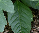 [photo of leaves]