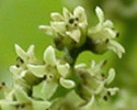 [photo of flowers]