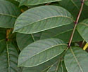 [photo of leaves]