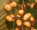 [photo of fruit]