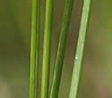 [photo of stems]