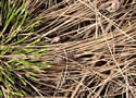 [photo of old persistent stems and sheaths]