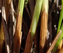 [photo of basal sheaths]