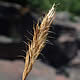 [photo of Spike Trisetum]