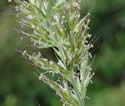 [photo of flowering panicle]