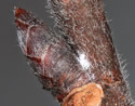 [photo of hairy twig with flower and leaf buds]