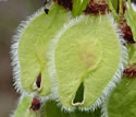 [photo of fruit]