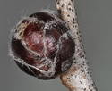[photo of twig with leaf and flower buds]