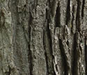 [photo of mature trunk]