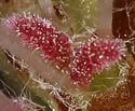 [photo of flower clusters]