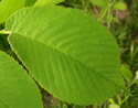 [photo of leaves]