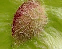 [photo of fruit]