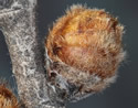 [photo of hairy twig with leaf and flower buds]
