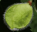 [photo of fruit]