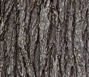 [photo of mature trunk]