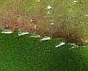 [photo of leaves]