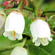 [photo of Lowbush Blueberry]