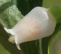 [photo of flowers]