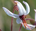 [photo of flowers]