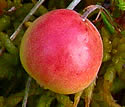 [photo of fruit]