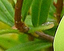 [photo of horizontal stem and shoots]
