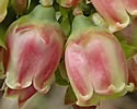 [photo of flowers]