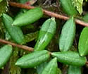 [photo of spreading stems]