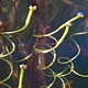 [photo of American Eelgrass]