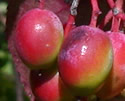 [photo of developing fruit]