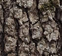 [photo of older bark]