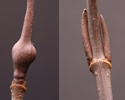 [photo of twig and buds]