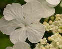 [photo of flowers]