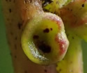 [photo of glands on leaf stalk]