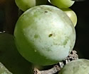 [photo of developing fruit]