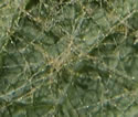 photo of cobwebby leaf hairs]