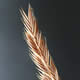 [photo of Six-weeks Fescue]