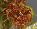 [photo of sori after spores are released]