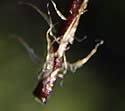 [photo of lower stem]