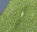 [close-up of pinna]