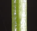 [photo of lower stem]