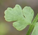 [photo of frond]
