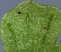 [close-up of pinnae]