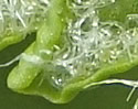 [photo of hair-like indusium]