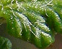 [photo of upper frond surface]